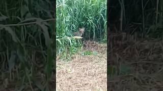 Jackal Attacks youtubeshorts shorts pets animals wildlife jackal