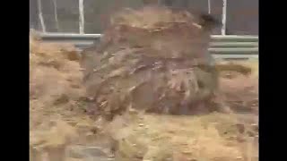 国道に「牧草ロール」散乱…車線を20メートルにわたりふさぐ 北海道・南富良野町 (21/04/29 17:40)