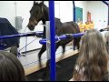 horse on treadmill