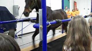 horse on treadmill