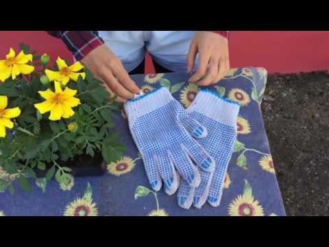 Video: Piantiamo Piantine Di Fiori A Gennaio