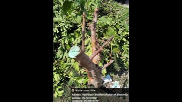 guava hard pruning during RAWE programe