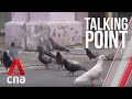 Cna  talking point  e20 controlling singapores pigeon population