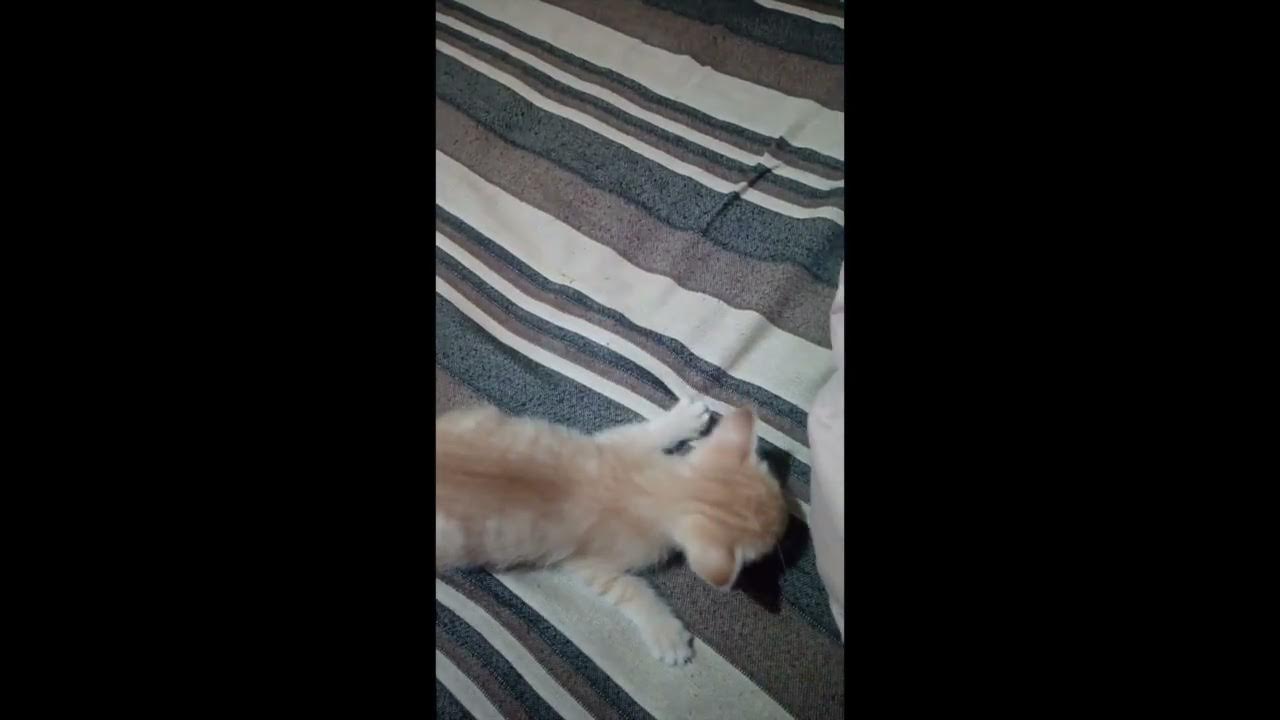 Kitten getting Zoomies at night missT cats catlover cookie YouTube