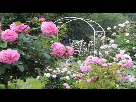 Vídeo: Quines Roses Són Adequades Per A ús Exterior?