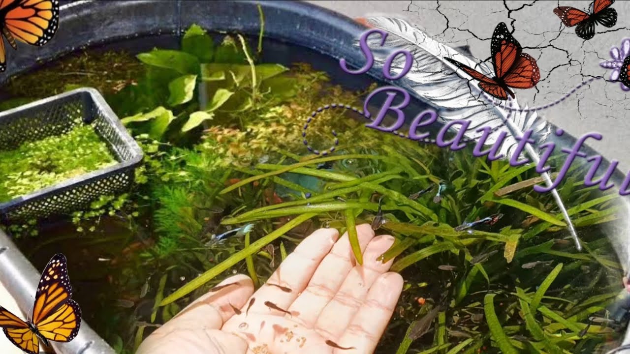 Do Aquatic Plants Absorb Fish Waste? YouTube