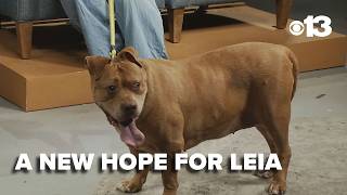 Meet Leia A senior queen ready to rule your heart