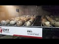 Veja esse vídeo antes de comprar ovos pela Internet! Atualização da chocadeira EMY!