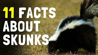 11 Interesting Facts About Skunks