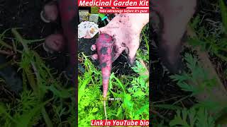 #herbalmedicine #medicinalplants #herbalremedies #gardening #fruit #plants #organicgardening
