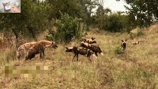 Dogs Vs hyenas| Dogs Vs tiger | Dogs Vs Lion