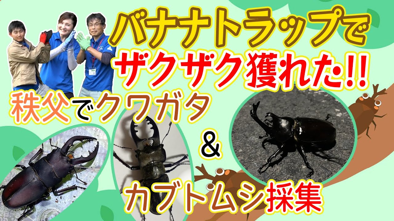 秩父でノコギリクワガタ&カブトムシGET！！あのミヤマクワガタも