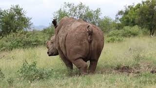 Rhino mark territory (taking a dump)