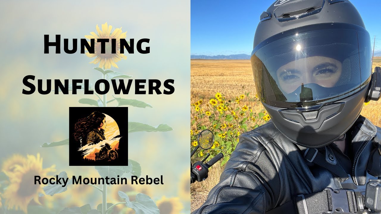 Hunting Sunflowers YouTube