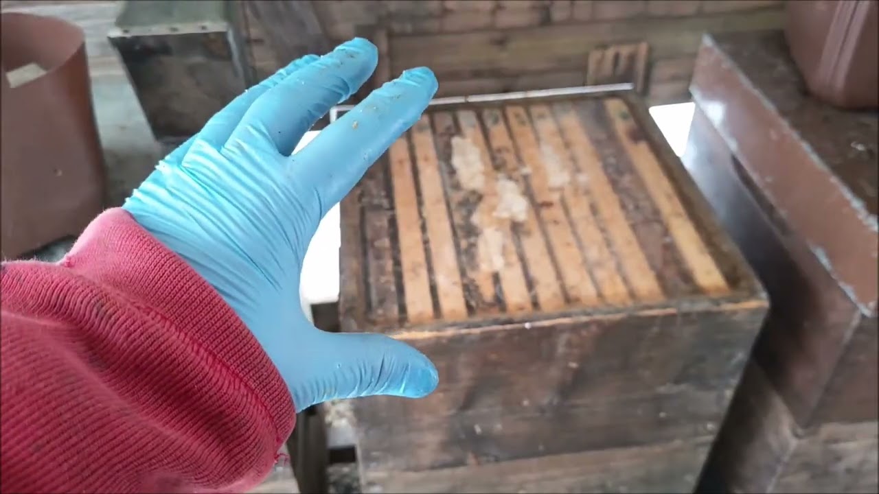 Doplňuji předjarní příkrm včelám a něco o generační názorové neshodě včelařů.