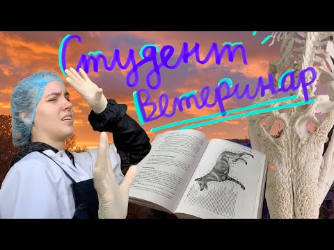 Студент ветеринар 🩺 | Неделя учёбы на медицинском 👩🏽‍⚕️