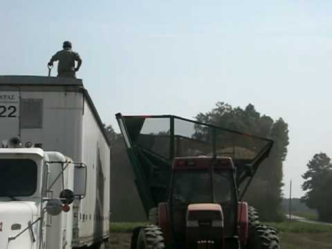 SC Farmer Combining and Loading Peanuts