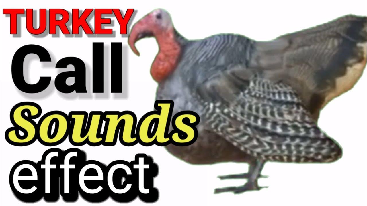 Turkey Call Huni Ng Pabo Turkey Sound . No Copyright . YouTube