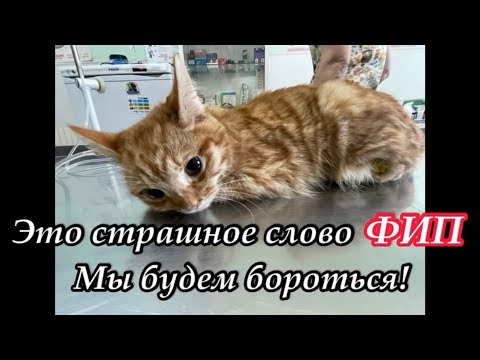 Это страшное слово ФИП. Мы будем бороться! Приют для животных