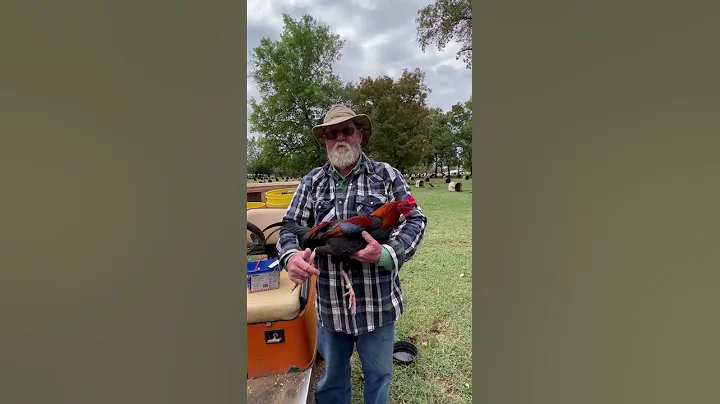 GILLIAM ROUNDHEAD FIRSTGEN BLOODLINE