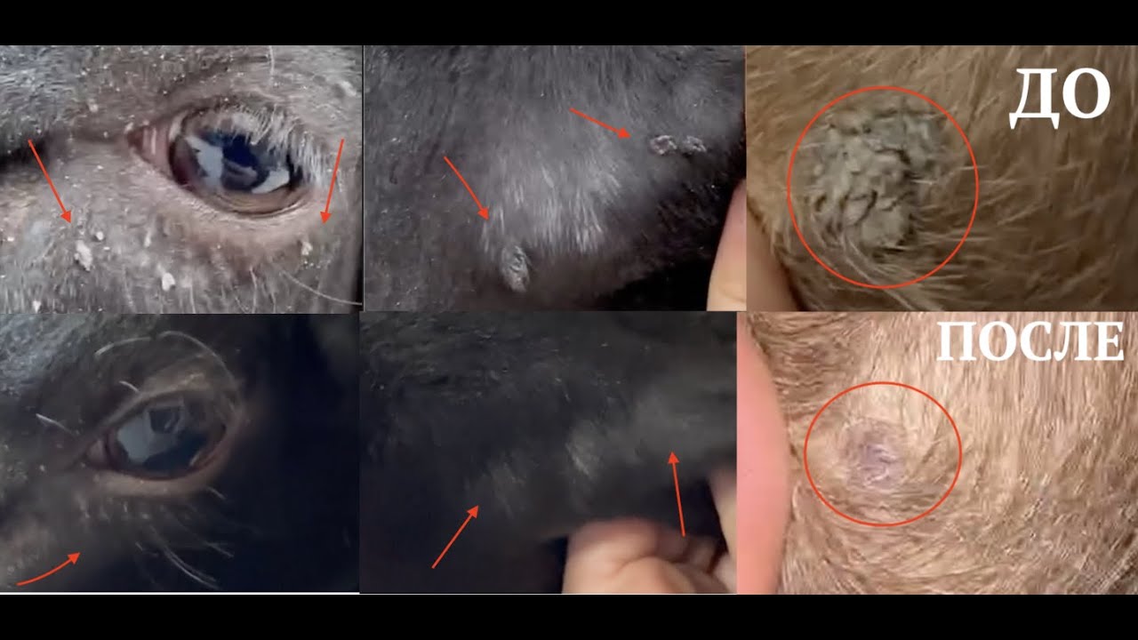 ЛЕЧИМ ПАПИЛЛОМЫ (БОРОДАВКИ) ТМИНОМ #лечениебородавокукоров #папилломатозкоров