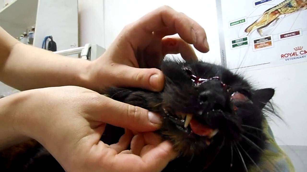 кошка подавилась что делать. что делать если кот попал. что делать если кот попал. кошачий конъюнктивит конъюнктивит кошачий. мочекаменная болезнь у кота симптомы.