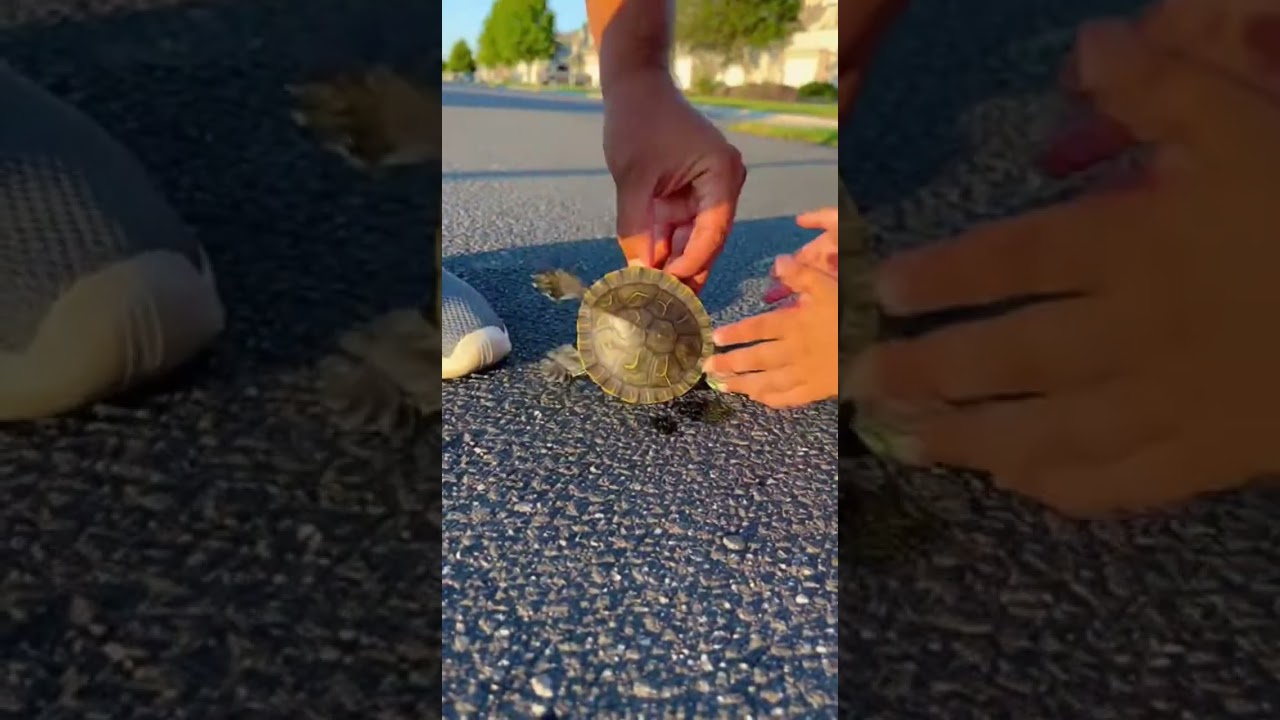 Child Saves Turtle 🐢👶 