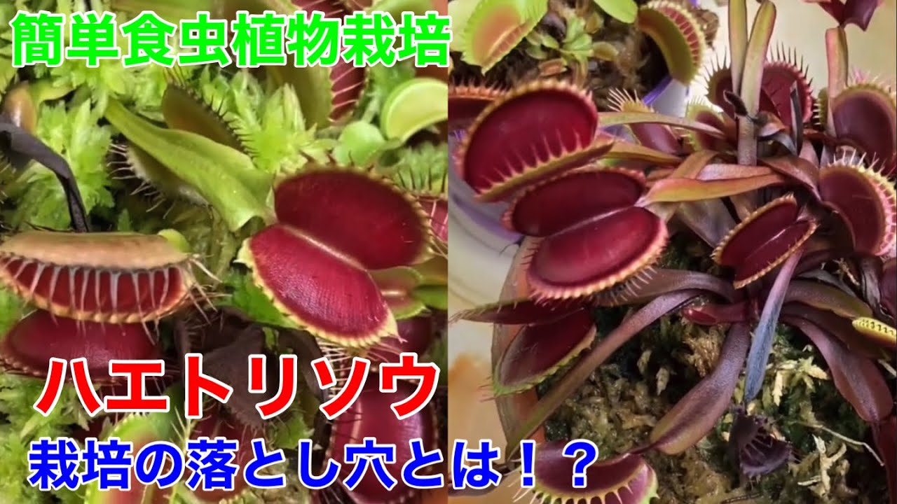 ハエトリソウの育て方”秋〜冬篇“栽培初心者さんがしてしまいがちな勘違いとは？