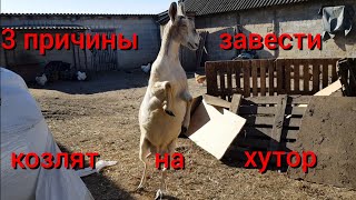 Нам нечего кушать ! 3 причины завести на хутор коз .Смесь козы зааненской и англо-нубийской породы