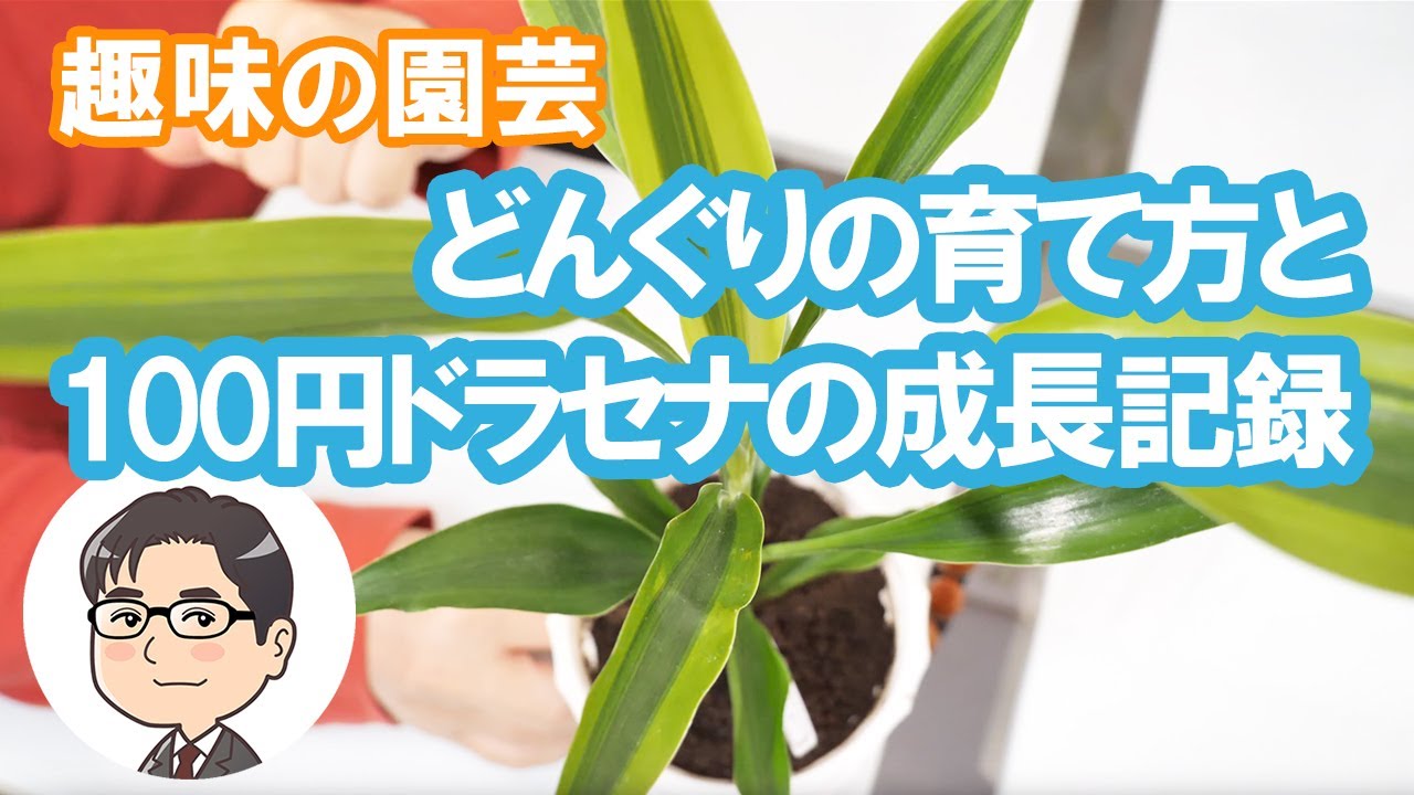 どんぐりの育て方と100円ドラセナの成長記録 Youtube どんぐりの育て方と100円ドラセナの成長記録 Youtube