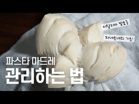파스타 마드레 관리 및 리프레시 방법