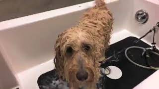 Helpful Grooming Tips for Doodle Owners (brushing & bathing)