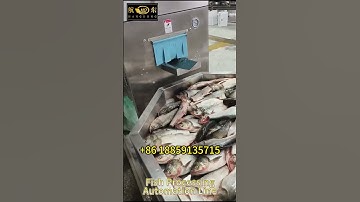 Fish processing automation line