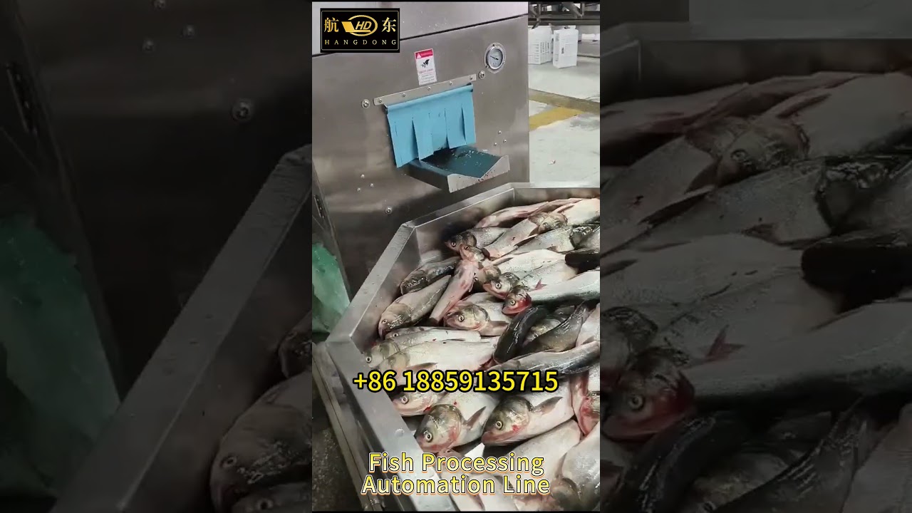 Fish processing automation line