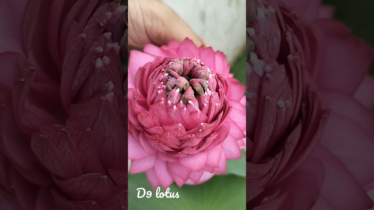 D9 New hybrid of lotus