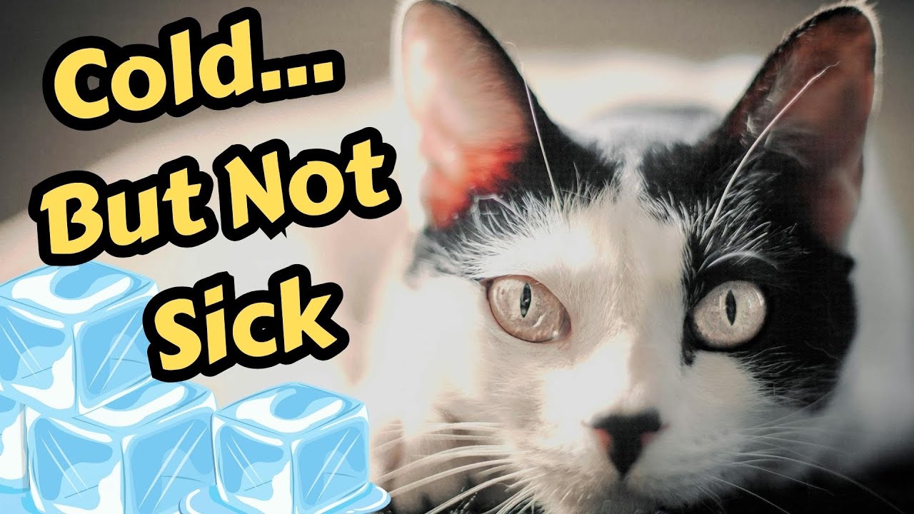 Why Your Cat’s Ears Are Cold (Even When It’s Warm)