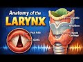 Anatomy of the Larynx part 1 RESP