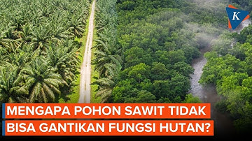 Mengapa Pohon Sawit Tidak Dapat Gantikan Fungsi Hutan?