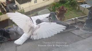 Fighting Pigeons & Jackdaws Arrive for Breakfast | Seagull TV EP 26