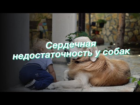 Сердечная недостаточность у собак