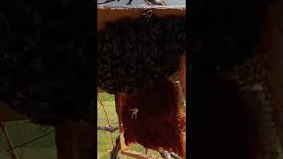 #Enjambre secundario capturado!