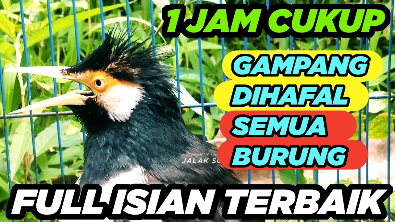 Burung Jalak Suren Isian Kreasi Gacor Full Isian Tembakan Mewah Tengkek Buto