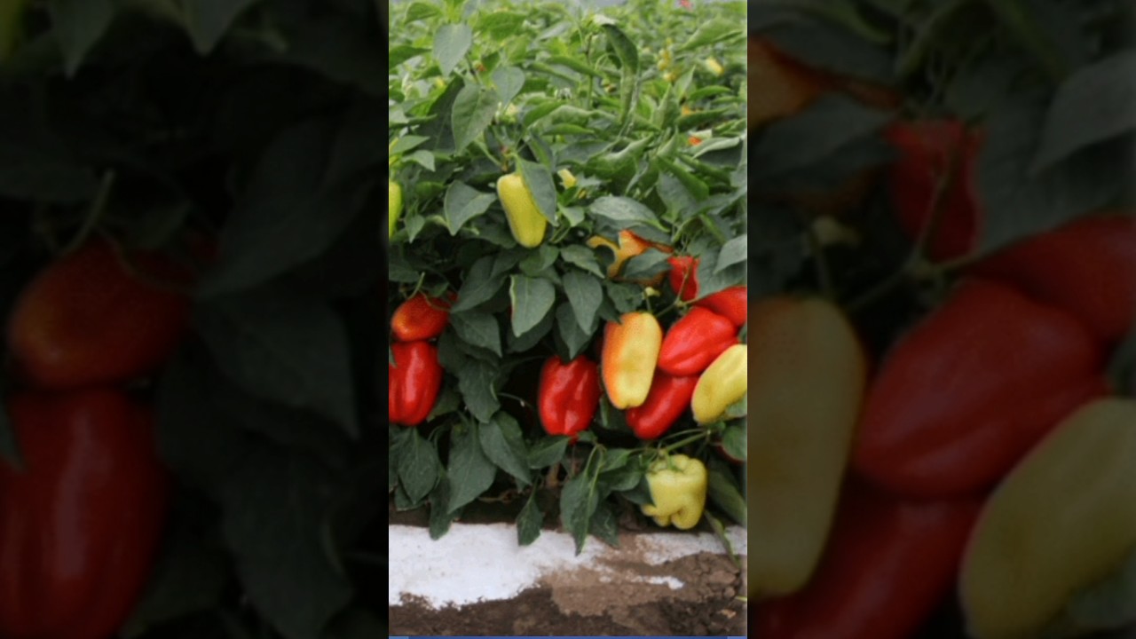 Простая подкормка для перца #перец #подкормкаперца #удобрениедляперца #чемподкормитьперец