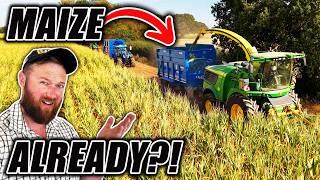 THE MAIZE HAS DIED 