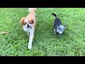 Wednesday Walkies (23 Aug 23)