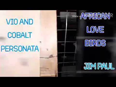 Vio and Cobalt Personata with3Babies