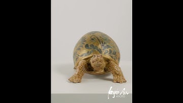 Makimasa Imai　Turtle with Karakusa Pattern　#Shorts