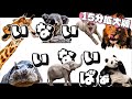 いないいないばぁ