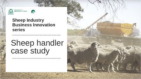 SIBI - Sheep Handler | Department of Agriculture and Food WA