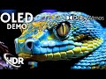 4K 60FPS HDR Showcase on OLED - Pure Visual Magic 4K/8K TV